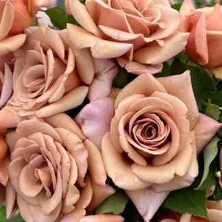 Коко Локо