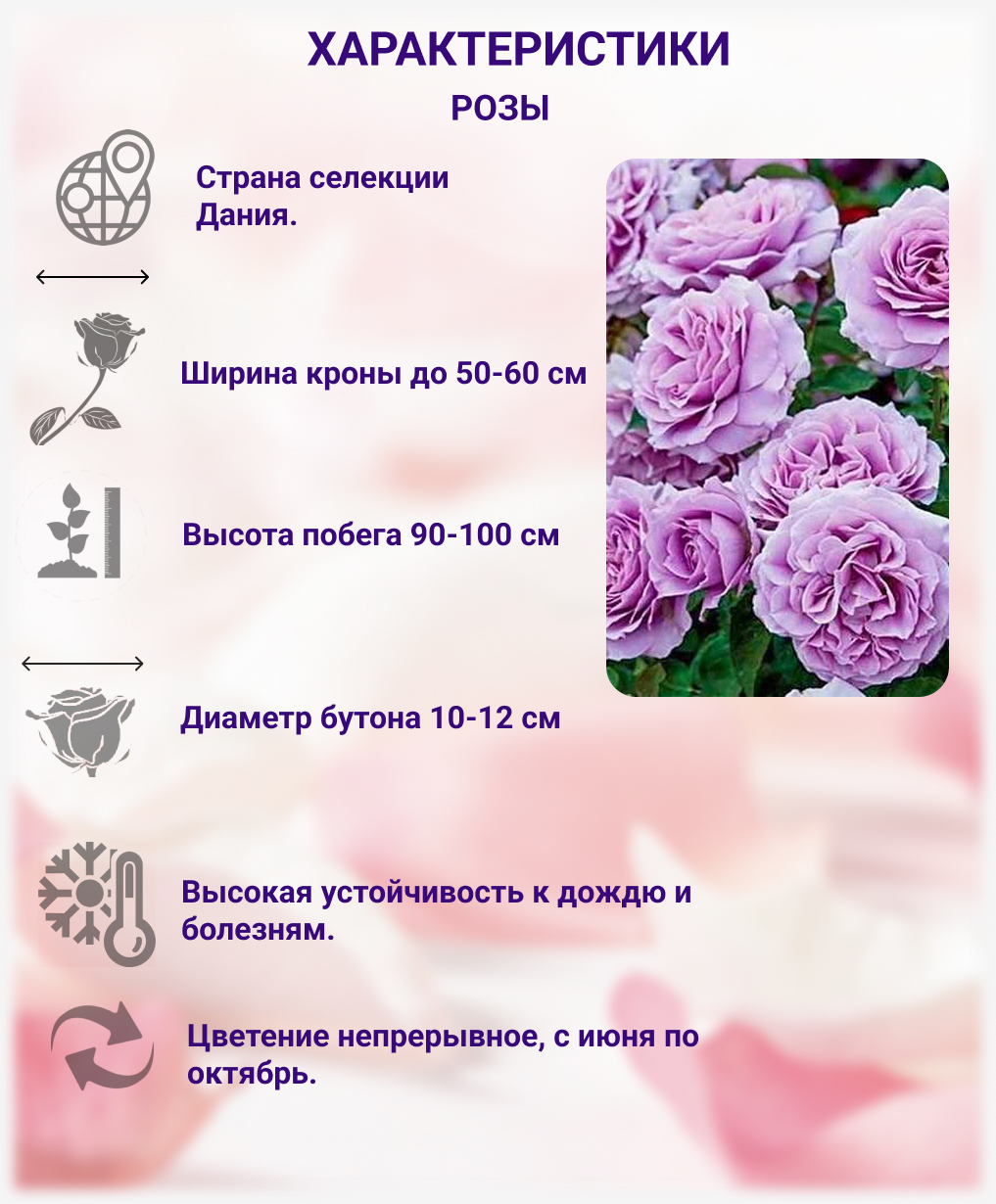 Лав Сонг — изображение 2